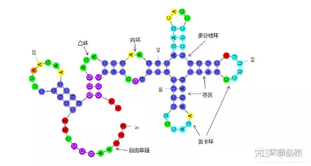 想不到吧想不到吧，circRNA也有二级结构 - 知乎