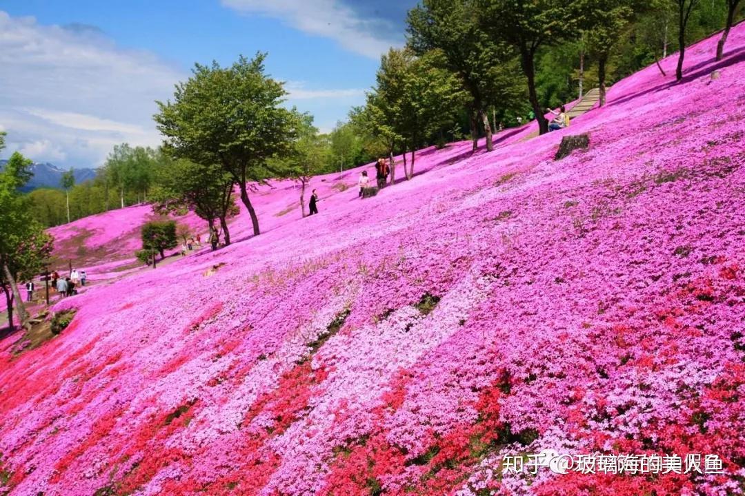 除了粉色樱花日本还有这些彩色花海必须感受一下