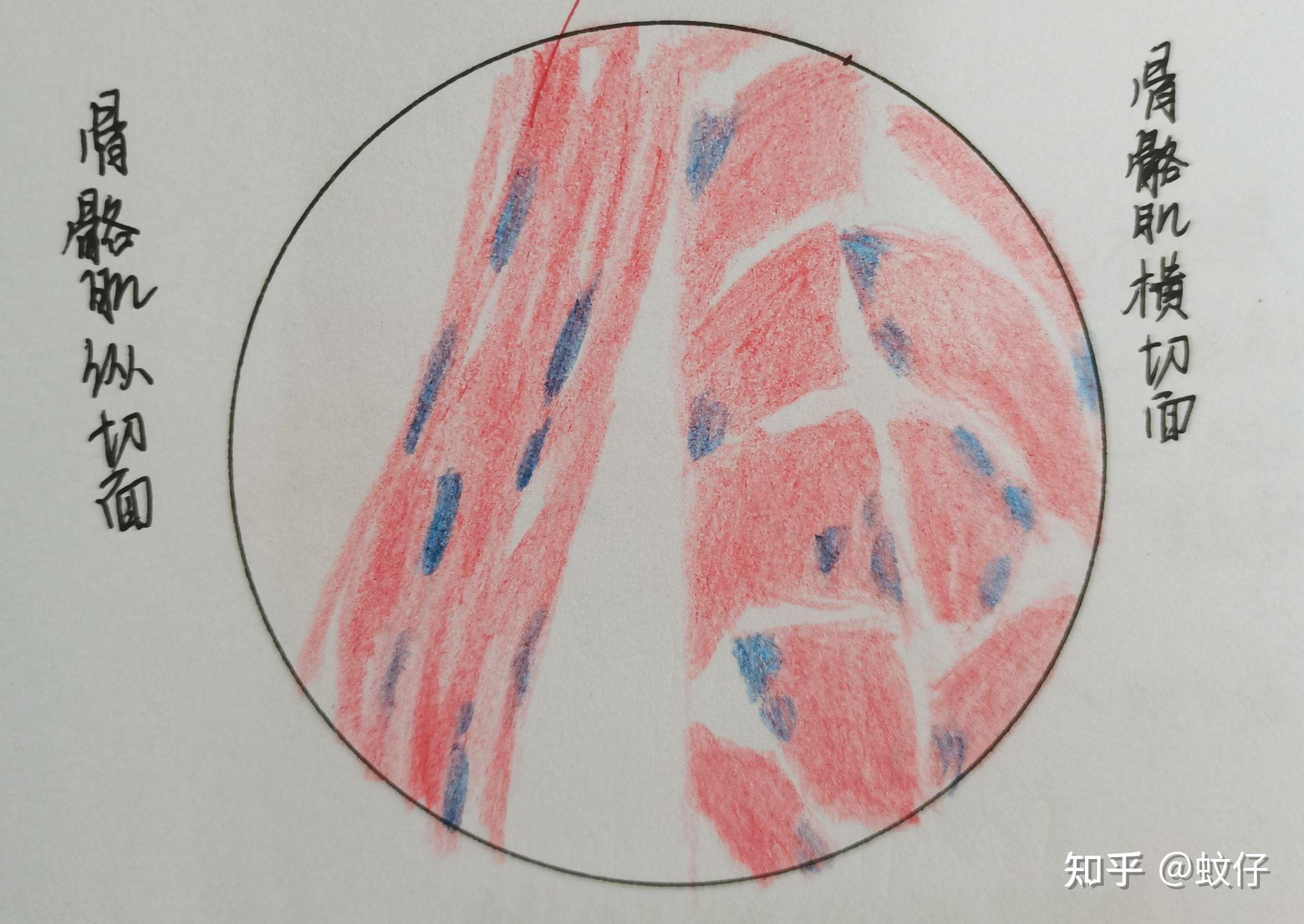 组织学与胚胎学红蓝铅笔绘图 