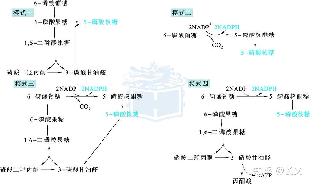 磷酸戊糖途径（PPP） - 知乎