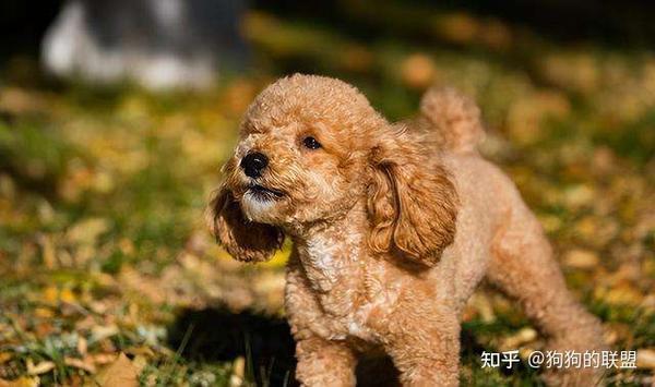“泰迪犬”越喜欢一个人,就越喜欢对他做这些事 - 知乎