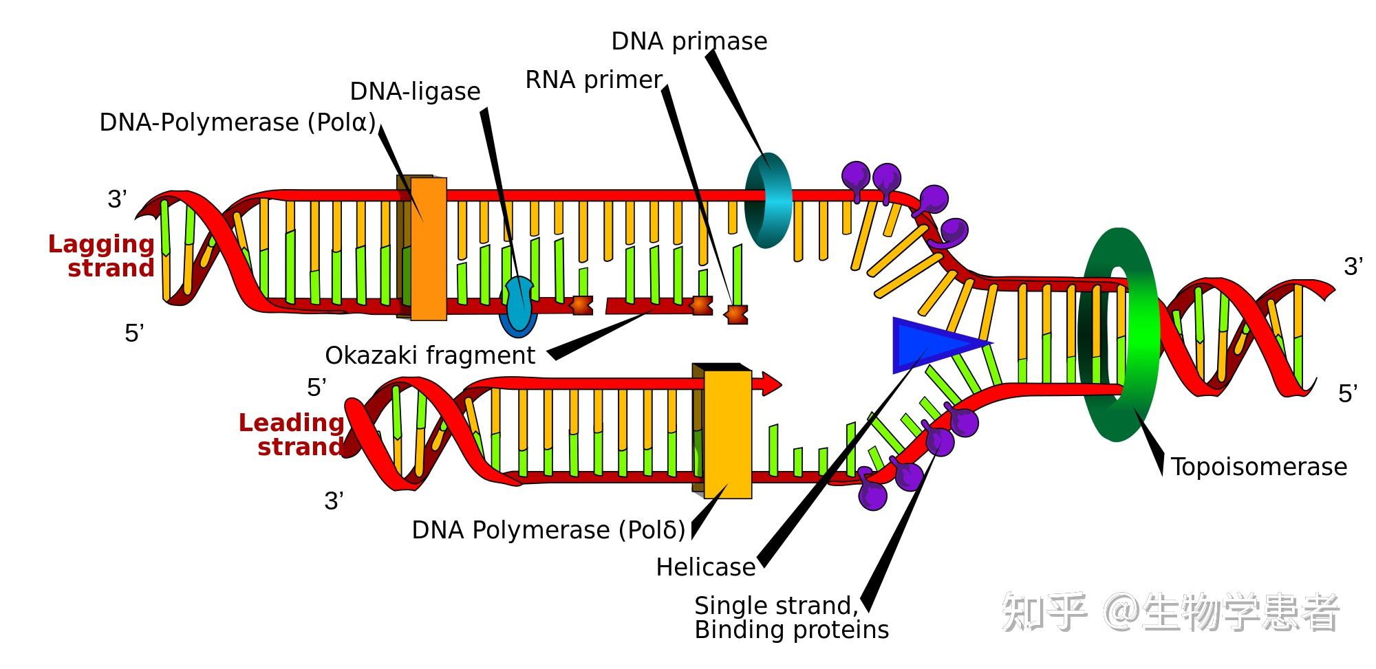 ib生物7分计划