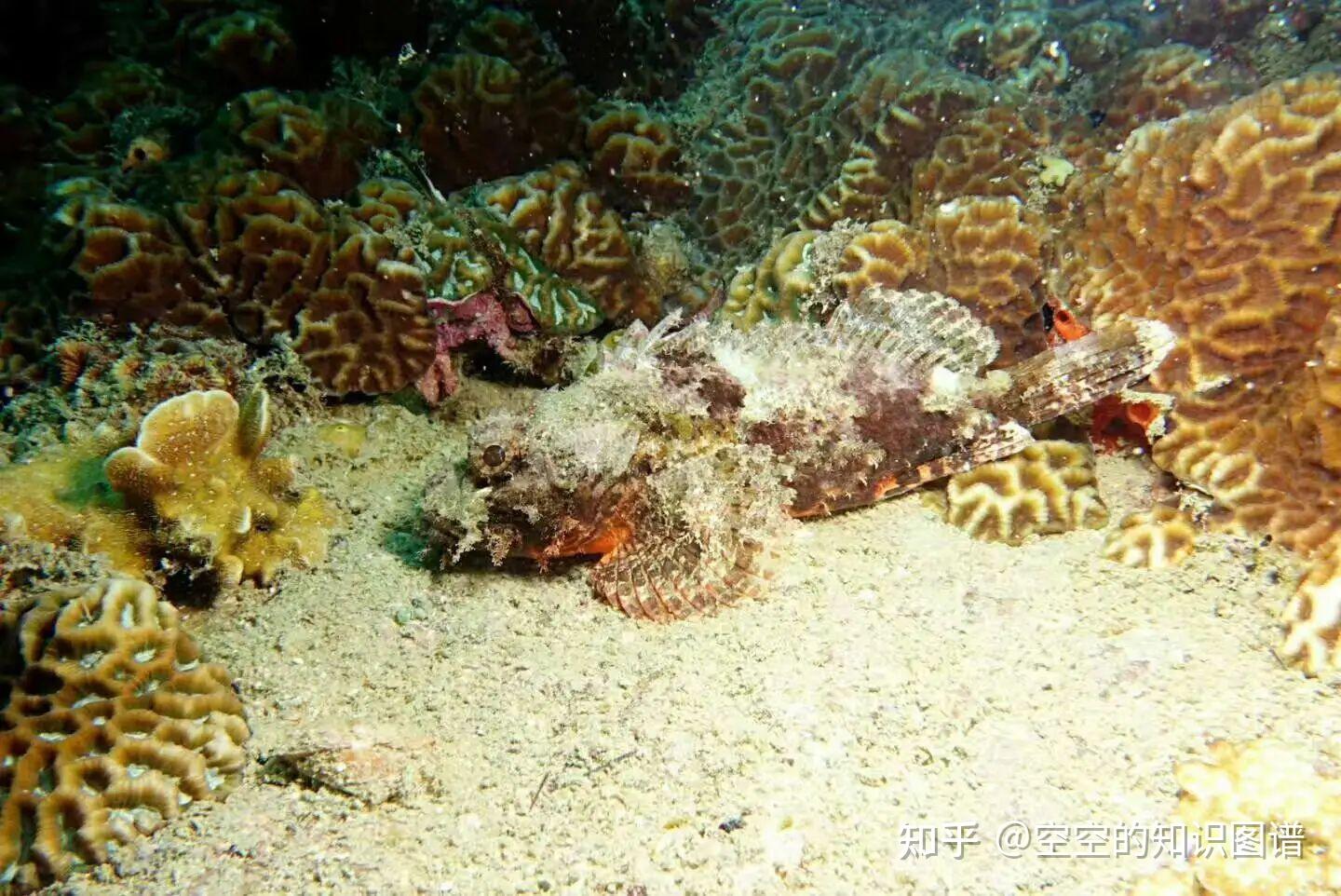 世界上最致命的十种剧毒海洋生物 - 知乎