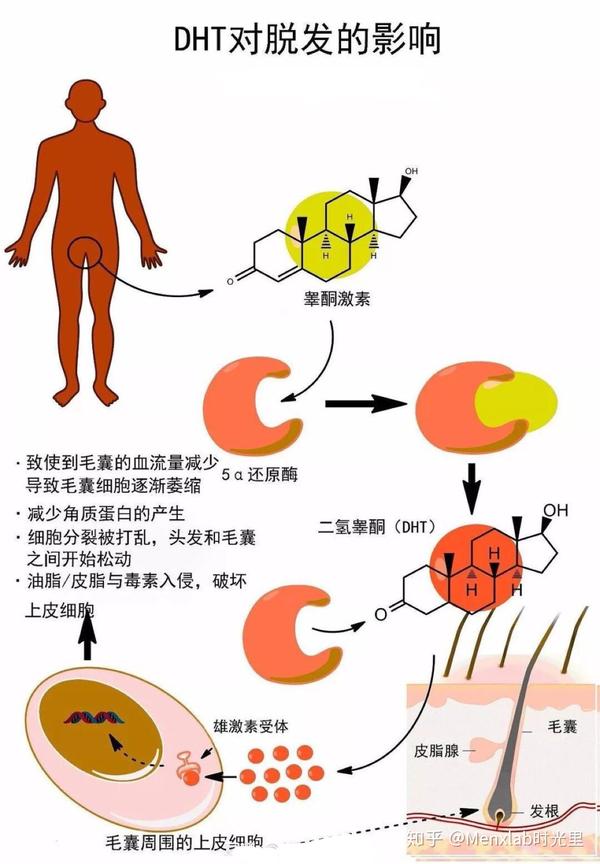 睾酮素的作用图片