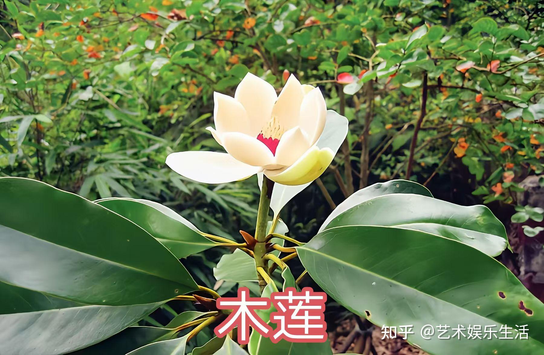 16种木兰科的植物，在我国栽培欣赏2000多年的树种 - 知乎
