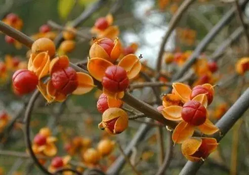 南蛇藤盆景的鉴赏与养护 - 知乎