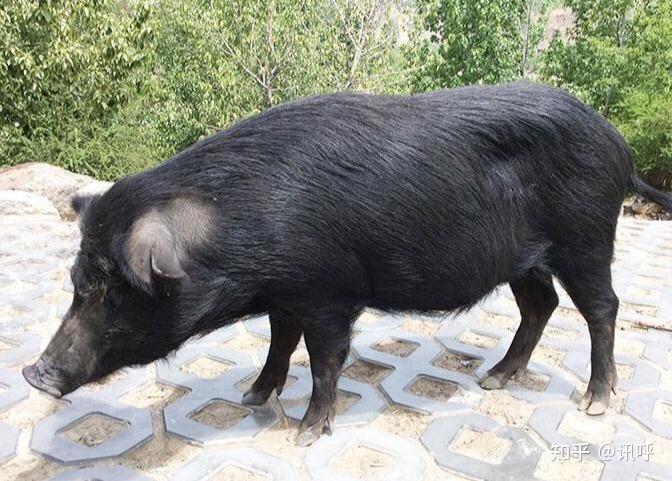 法国黑松露俄罗斯鱼子酱西班牙火腿我国有什么顶级食材