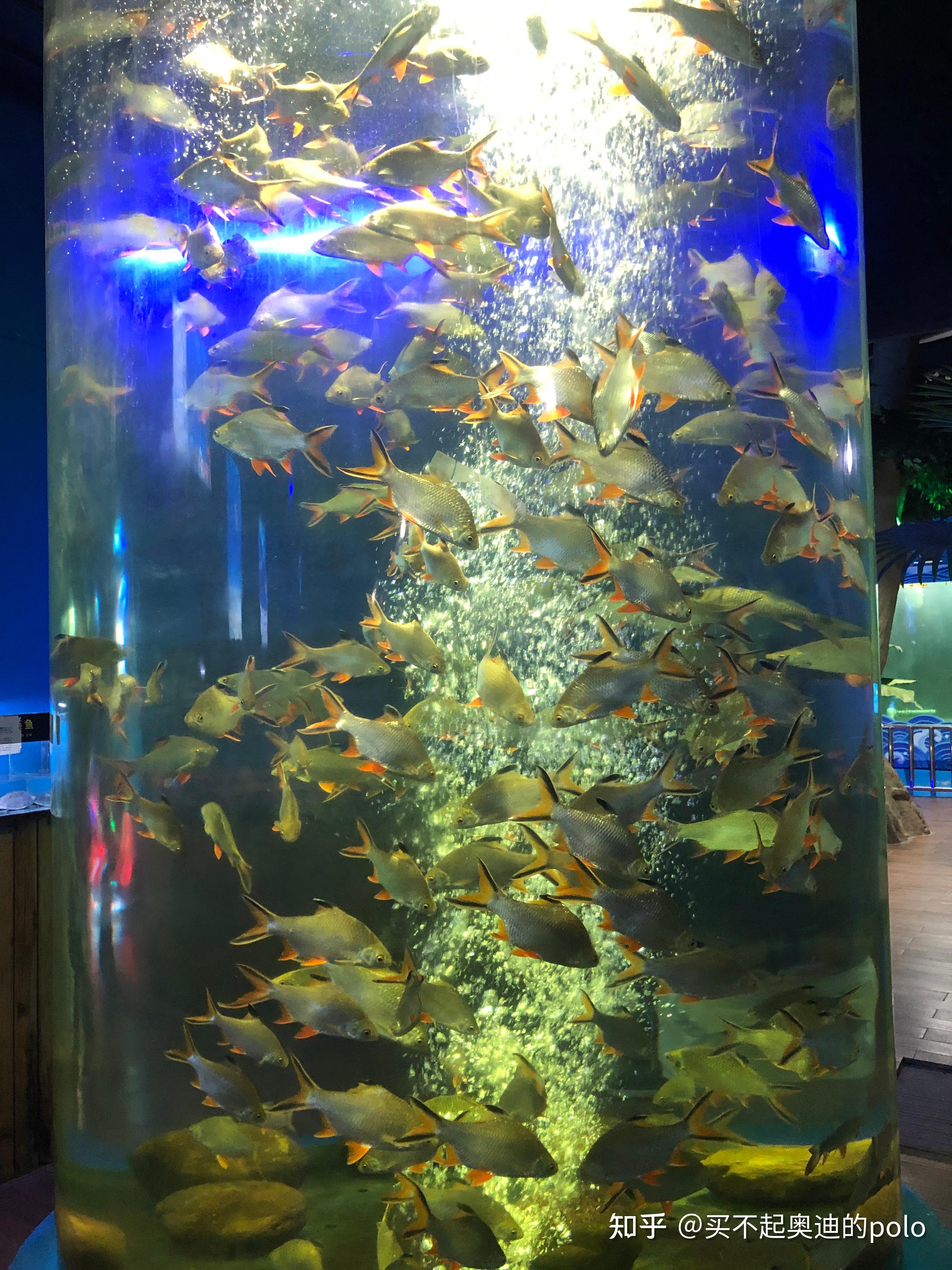 周末开新帕萨特外出游濮阳海洋馆