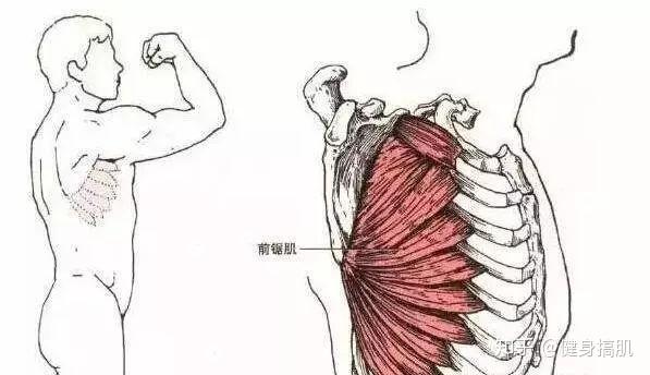 拥有前锯肌才是检验身材的标准！ - 知乎