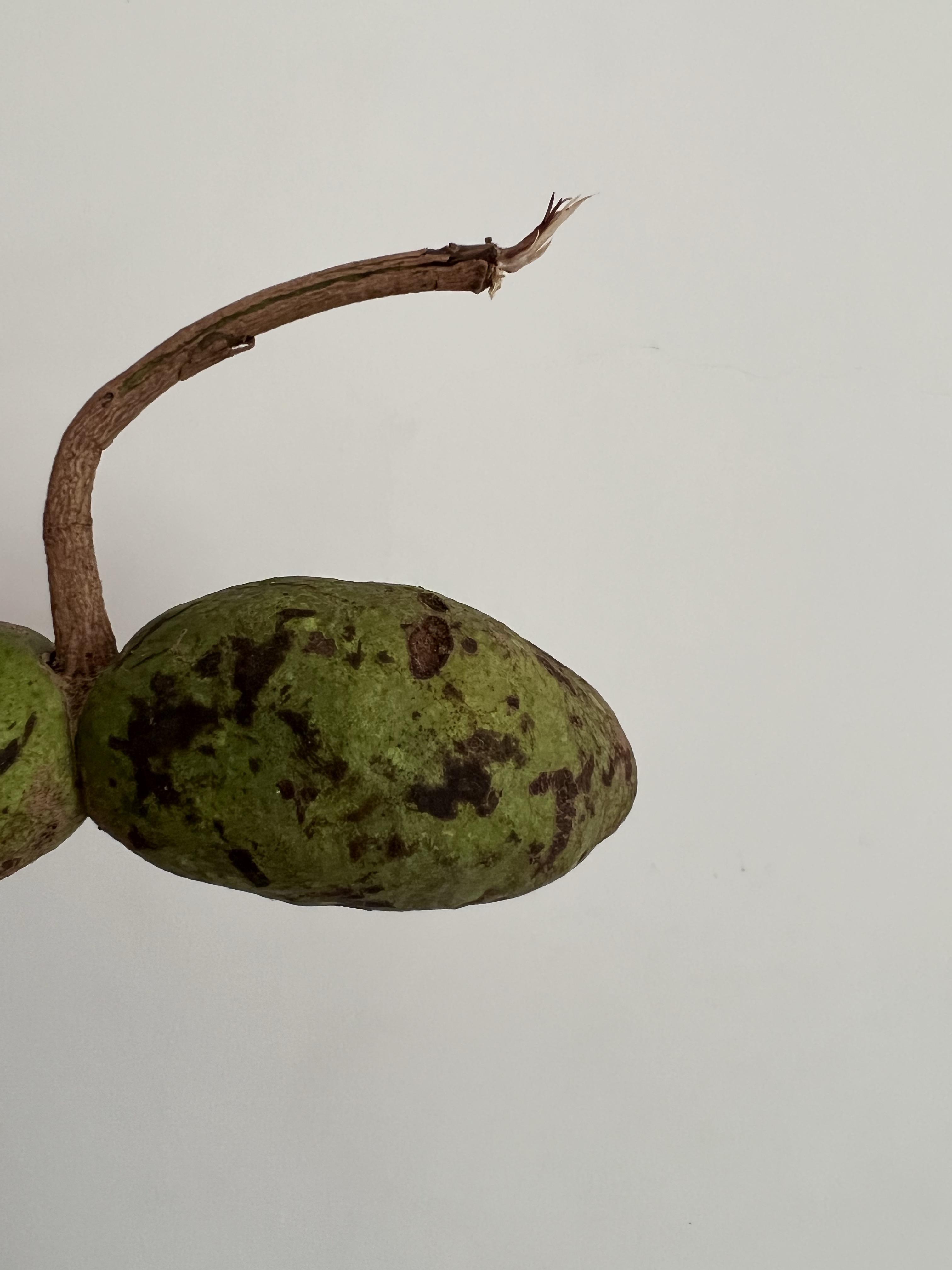 钝药野木瓜,农村纯原野外生长水果,口感淡淡甜香味很入味