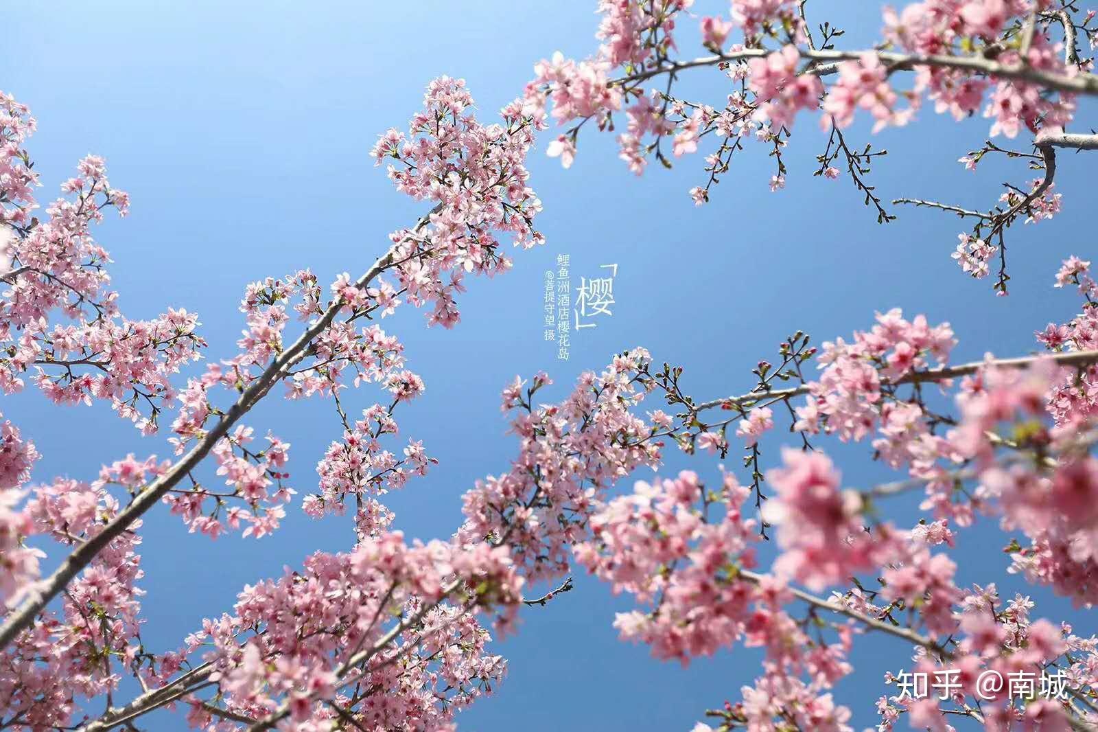 春天来了，福冈舞鹤公园的樱花🌸🌸🌸盛开，春色满园关不住