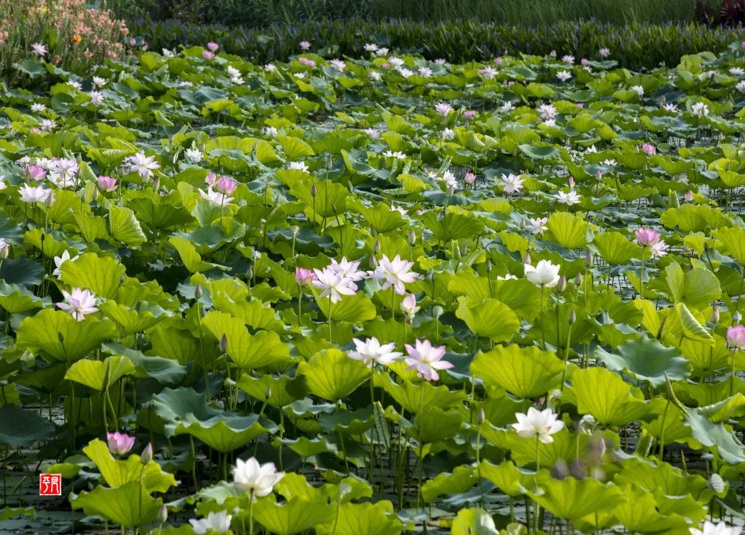 圖攝/梁健平太陽報信員扯著嗓子喊:「夏天來了,夏天來了」荷花很害羞