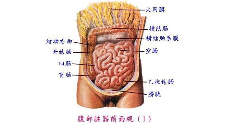 医学生期末复习资料 人体解剖学模拟试卷 二 知乎