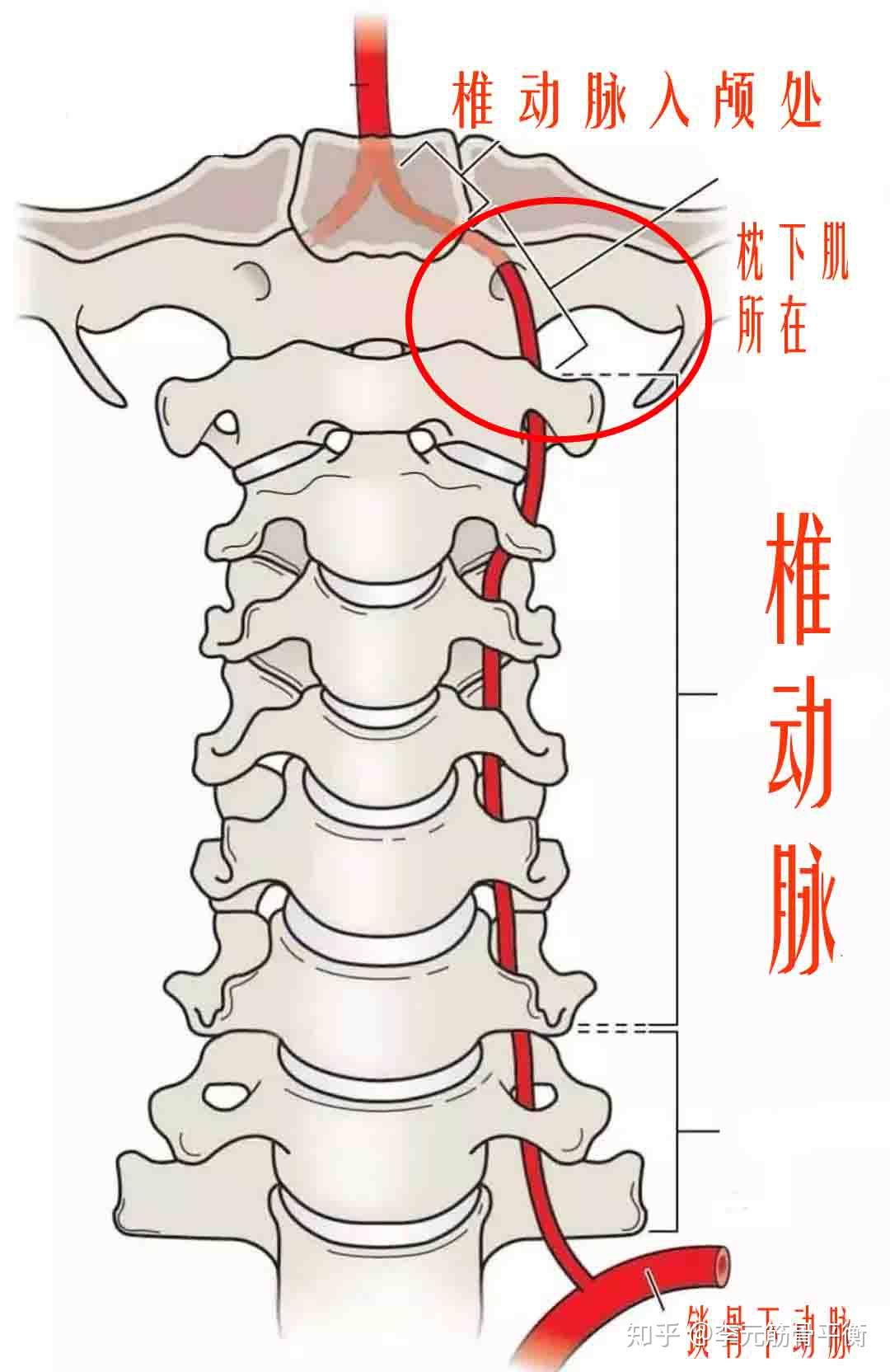 椎基底动脉位置图片
