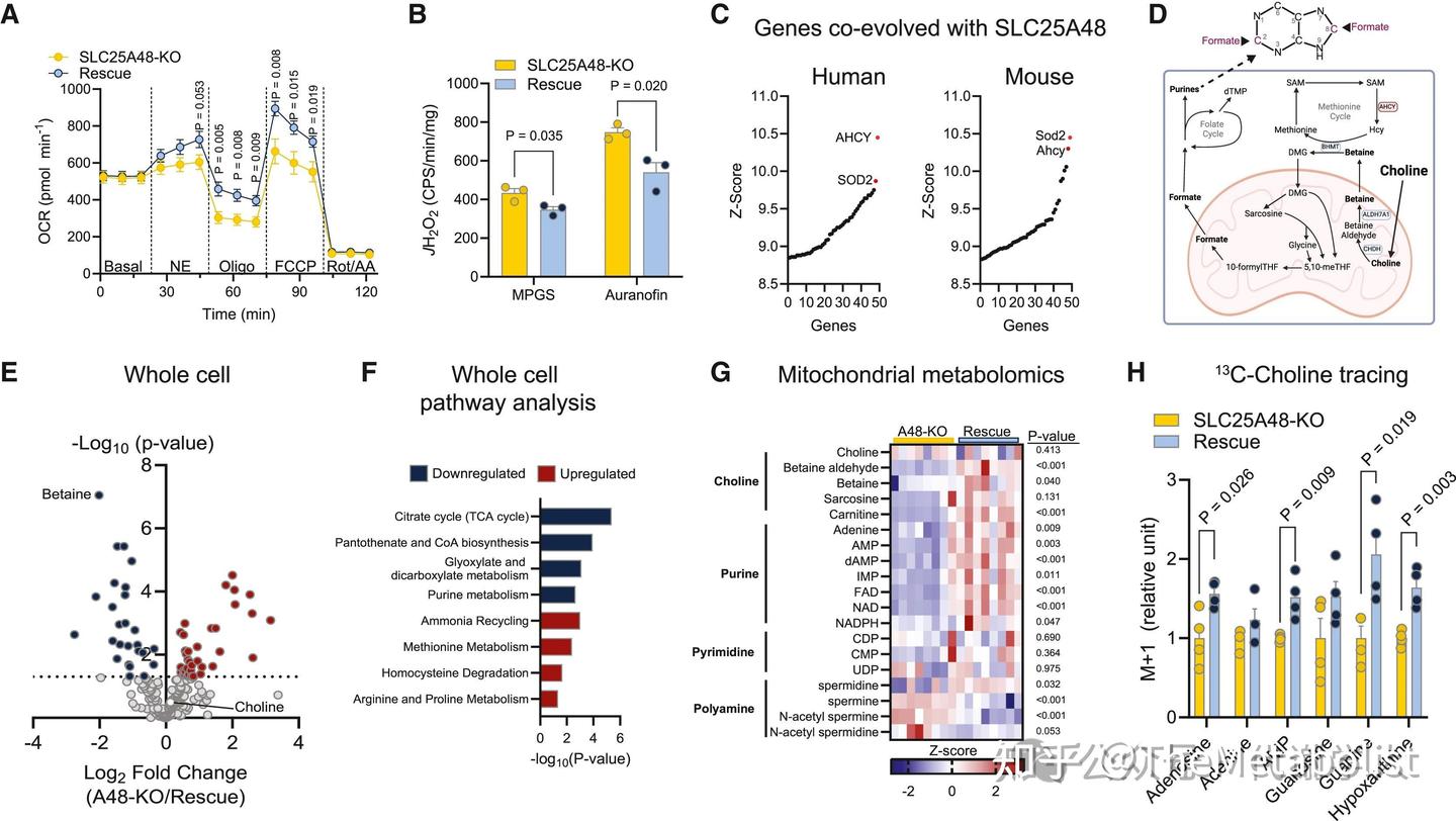 代谢学人——Cell Metabolism：胆碱转运供碳新，线粒体中贯通循 - 知乎