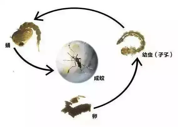 雌蚊子吸血雄蚊子吃什么