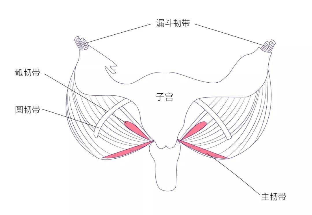 子宫固定装置模式图图片
