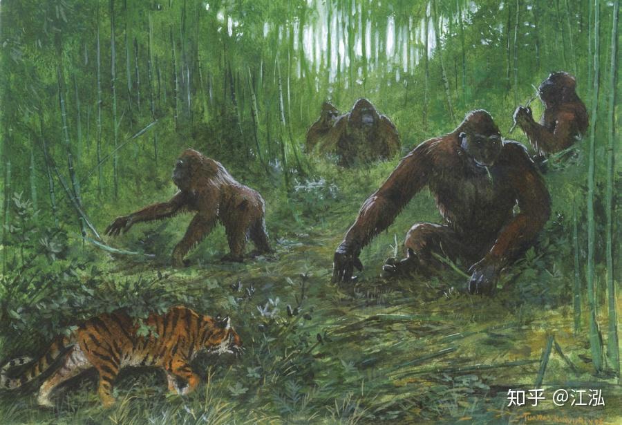 巨猿:生活在东南亚森林中的巨型灵长类
