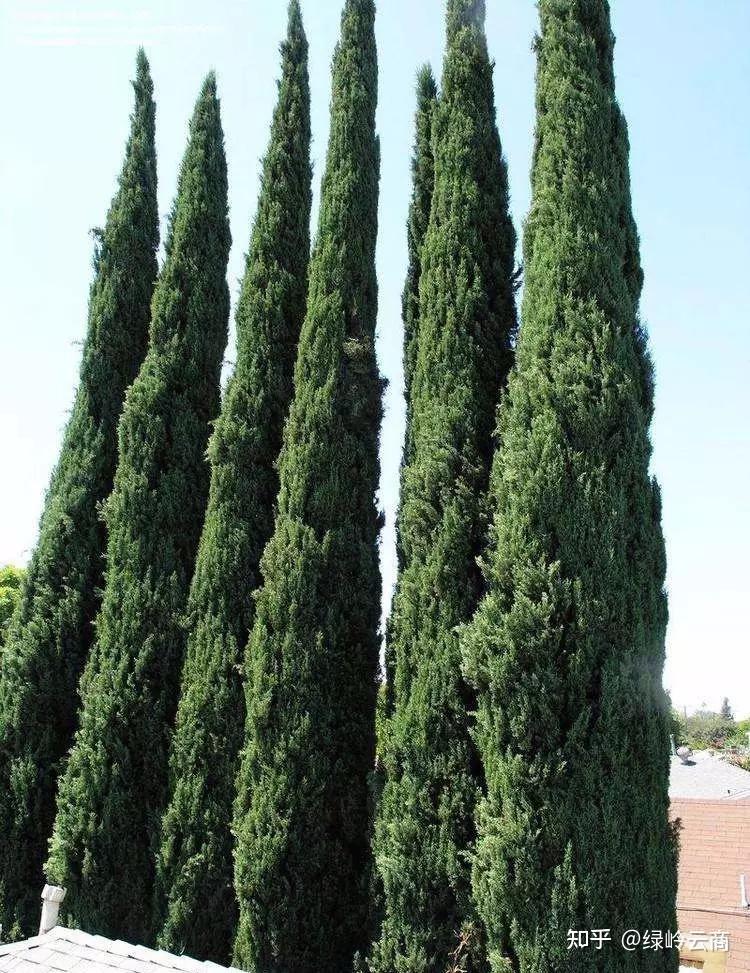 铅笔柏5:龙柏4:侧柏3:白皮松2:黑松1:雪松一,常绿乔木五大类常绿园林