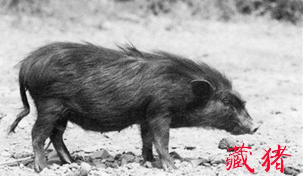 第一节:我们要养什么猪?猪的品种简介 - 知乎