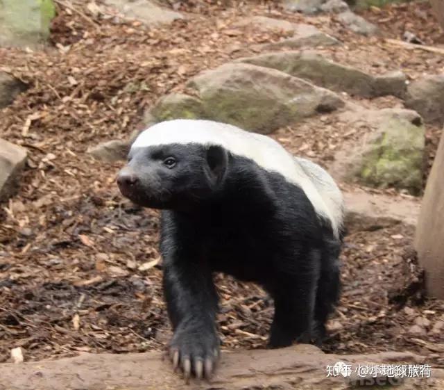 地球上最无所畏惧的动物honeybadger蜜獾小地球野生情怀百科系列