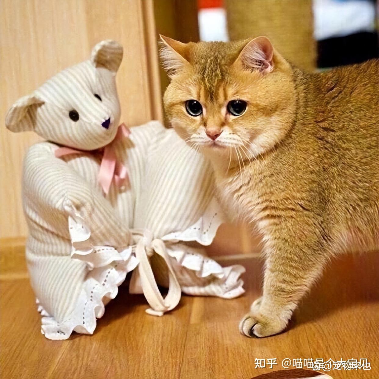 养橘猫还是金渐层好原来区别很大看完你就有答案