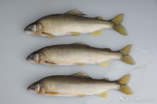 海鮮知識美麗又稀有的魚香魚