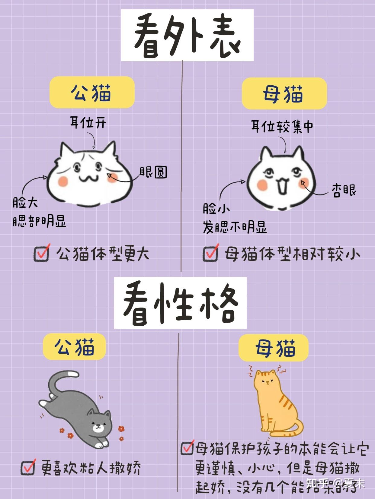 公猫VS母猫,新手养猫,养公猫还是母猫? - 知乎