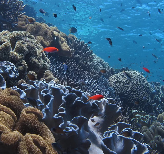 探秘海洋世界神奇的动物在哪里