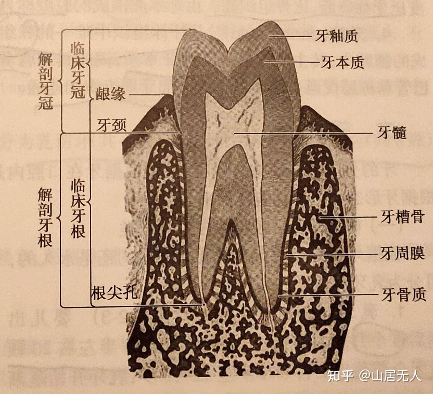 牙齿侧面解剖图图片