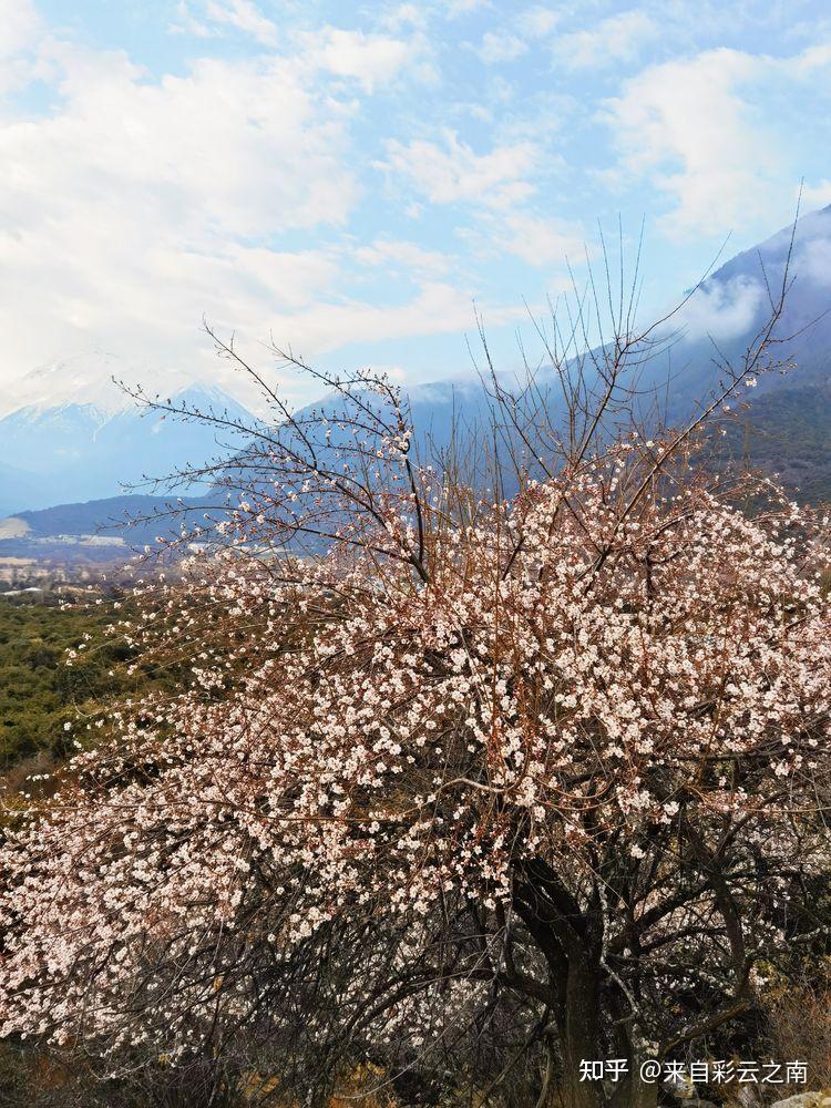 西藏游记（4）西藏旅游名村索松村，集三大美景于一村！ - 知乎