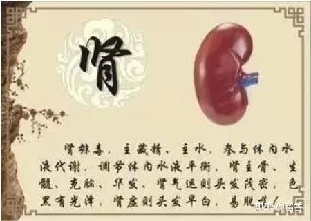 老中医详细论述中医之肾 - 知乎
