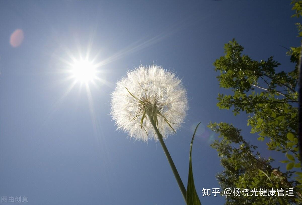 植物晒太阳照片图片