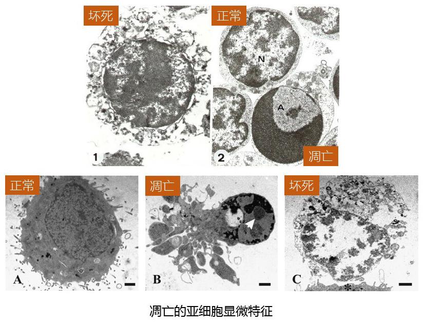 细胞凋亡检测方法——无废话实用指南 - 知乎