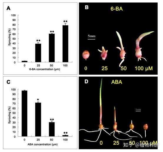 bot|ghnac83通过调节aba信号转导和生物合成抑制唐菖蒲球茎休眠解除