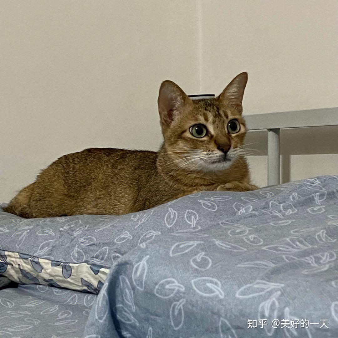 原来“雀猫”才是中华神猫,这几点太优秀了,不愧是猫界大哥