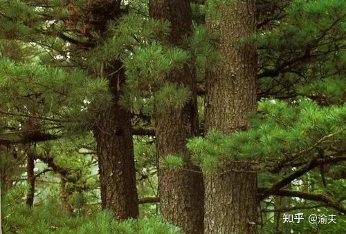 【走遍河山】畅游龙江30：红松的故乡，巨树的天堂 - 知乎