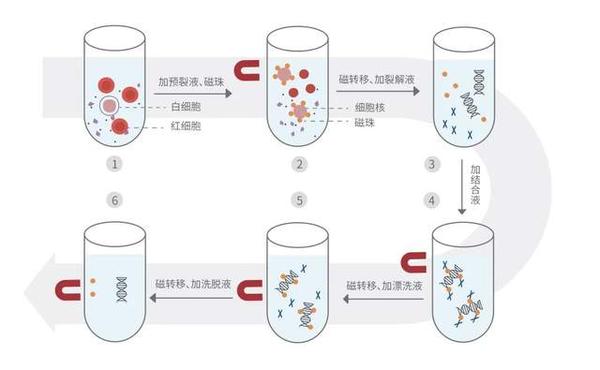 为度创新突破| 磁珠法血液基因组DNA提取试剂盒实现技术革新 - 知乎