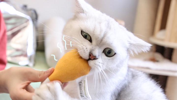 给猫咪买了猫薄荷玩具 猫玩疯了 知乎 给猫咪买了猫薄荷玩具 猫玩疯了 知乎