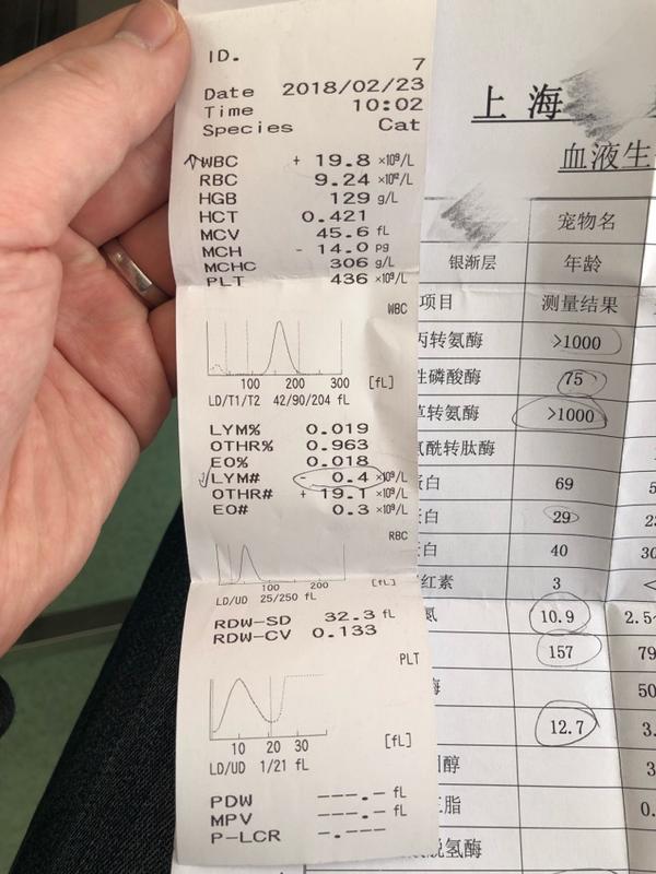 猫失去脾脏对生存有什么影响 着魔者的回答 知乎