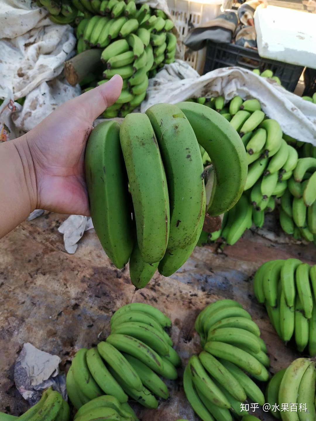 海南青玉蕉 - 知乎