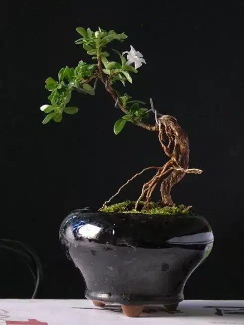 六月雪盆栽的提根窍门