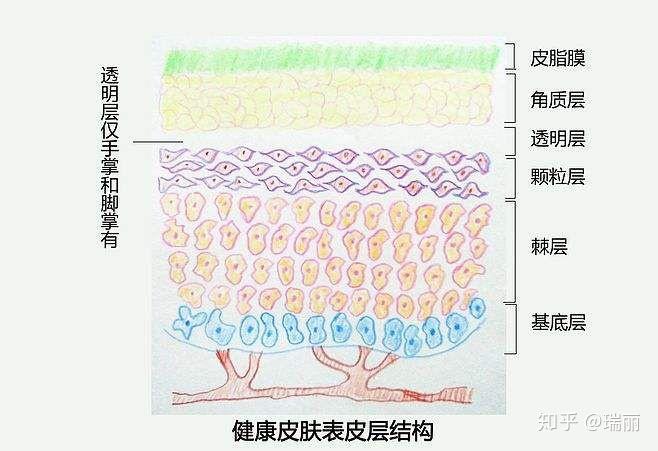 你想知道的皮肤生理学(全) - 知乎