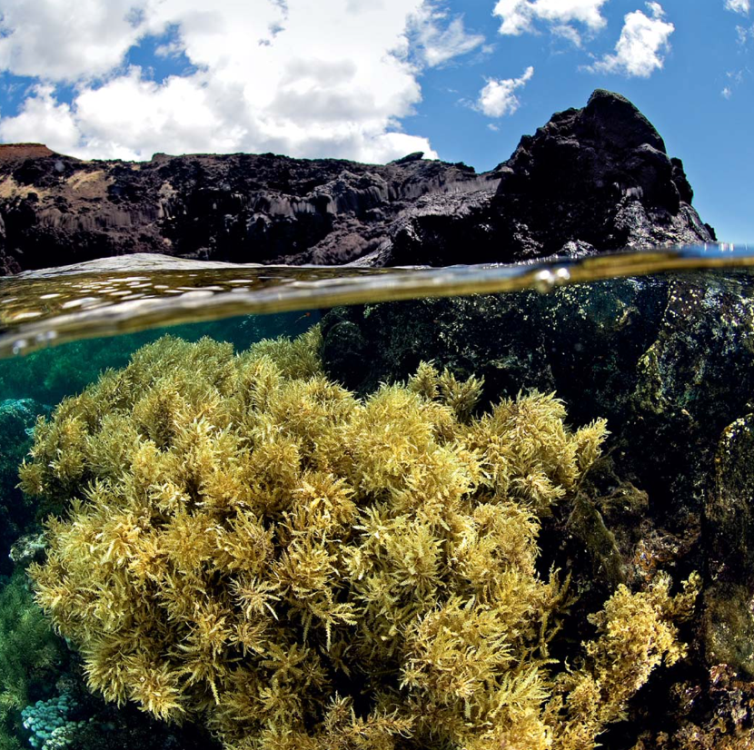 萨拉伊戈麦斯失落之岛