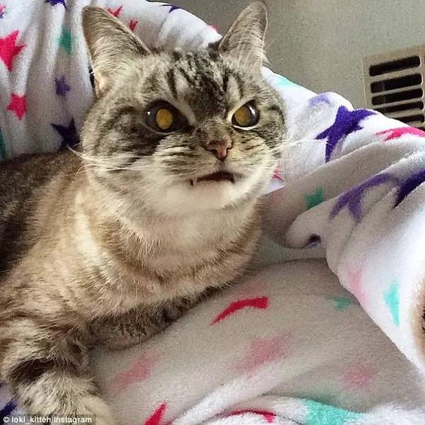 凶残猫面目狰狞似恶魔爱不爱随你