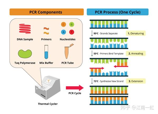 pcr