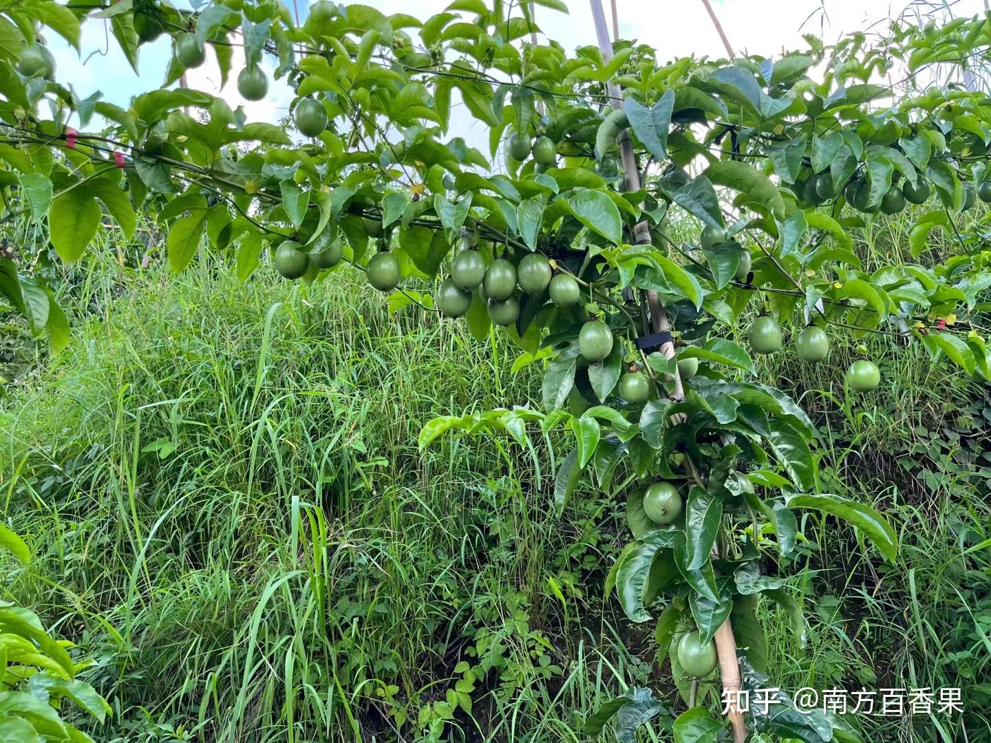 百香果密植高產種植方法及優劣勢分析 - 知乎