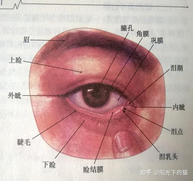 内眼角结构图图片