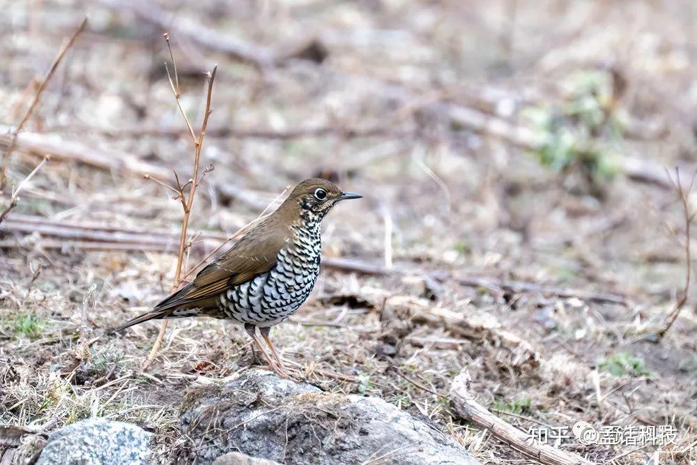鸫高原山鹑花彩雀莺棕棕尾虹雉棕胸岩鹨棕腹啄木鸟棕额长尾山雀棕腹林