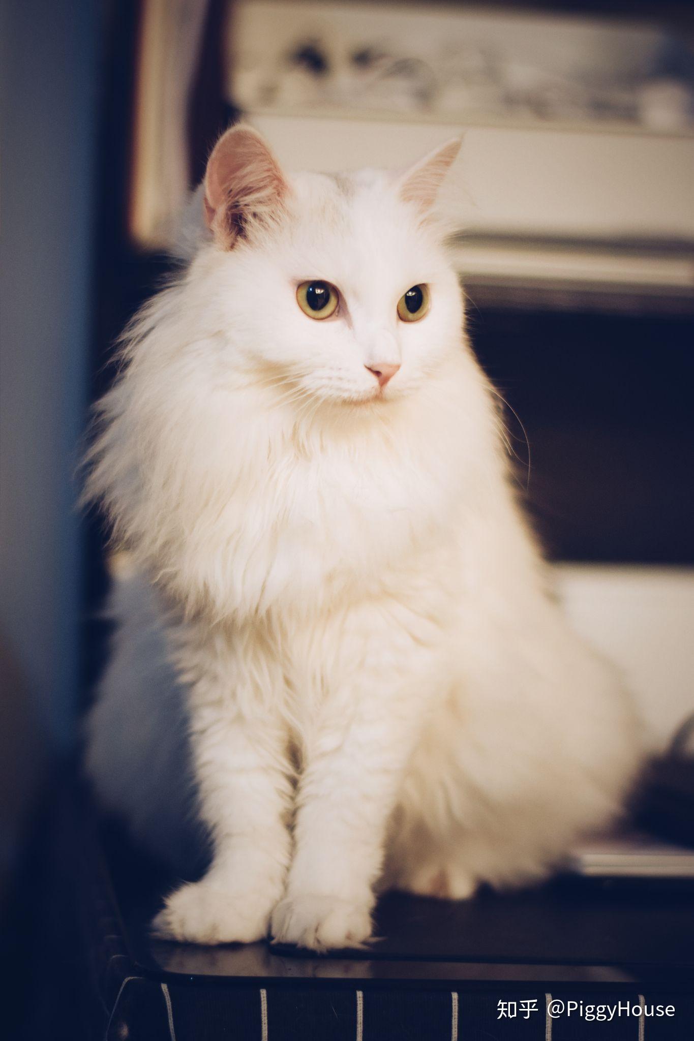 狮子猫为什么被炒到了几千块